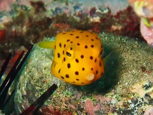 ミナミハコフグ