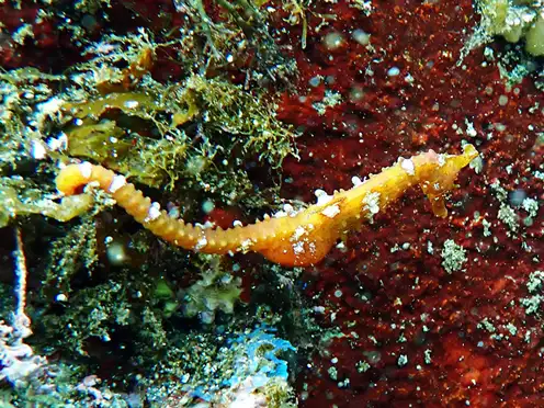 タツノオトシゴ